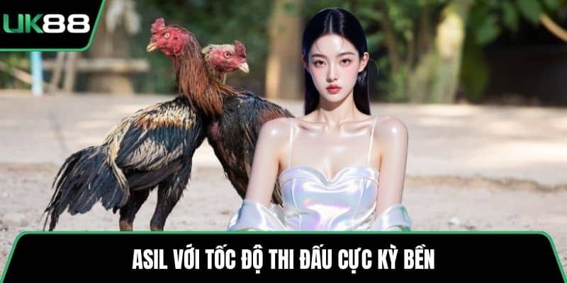 Asil với tốc độ thi đấu cực kỳ bền