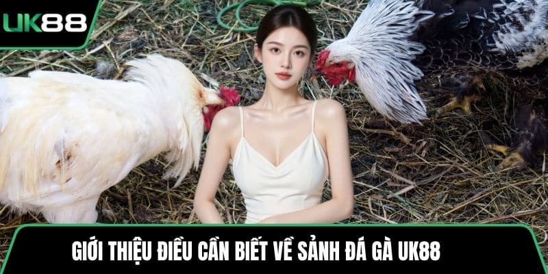 Giới thiệu điều cần biết về sảnh đá gà UK88