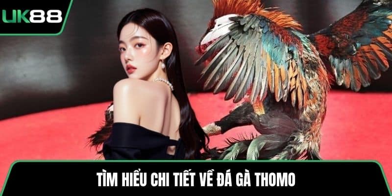 Tìm hiểu chi tiết về đá gà Thomo